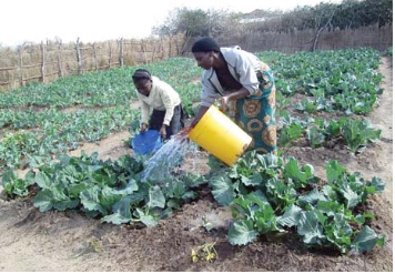World Vision ZWASH Gardening